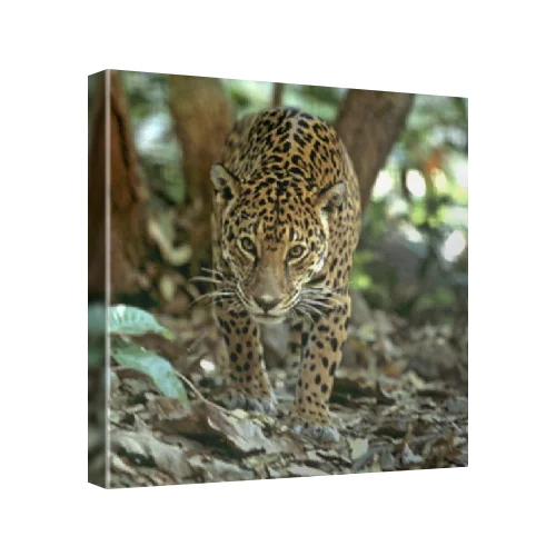 Jaguar (Panthera onca) walking through the forest. Chiapas Zoo, Mexico