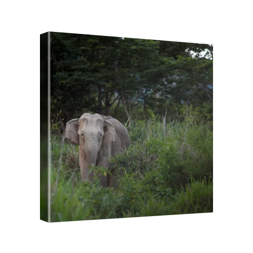Lone Asian elephant emerging, Kui Buri National Park, Thailand