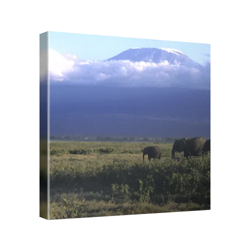 African elephants (Loxodonta africana sp.) at the base of Mt Kilimanjaro. Amboseli National Park, Kenya
