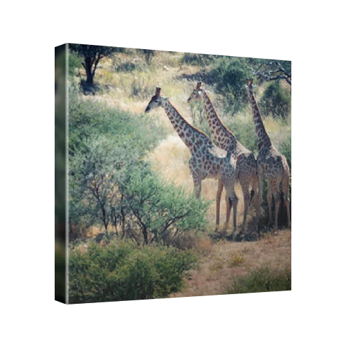 Giraffes at the GocheGanas Nature Reserve near Windhoek, Namibia