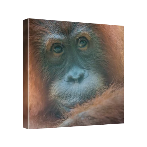 Willy Tasbih (11)'s face, a female orangutan released into the wild, Bukit Tigapuluh National Park. Sumatra, Indonesia, 10x8