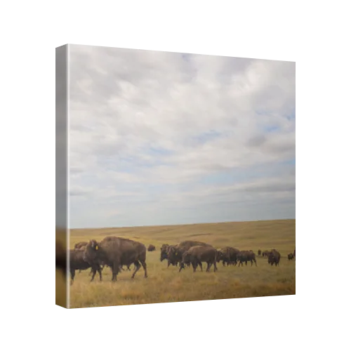 Bison (Bison bison) herd at Fort Peck Reservation, Montana, United States