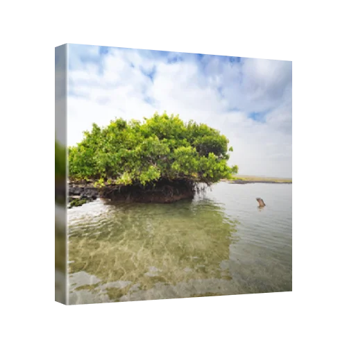 Mangrove, Baronesa Bay, Floreana Island, Galapagos, Ecuador