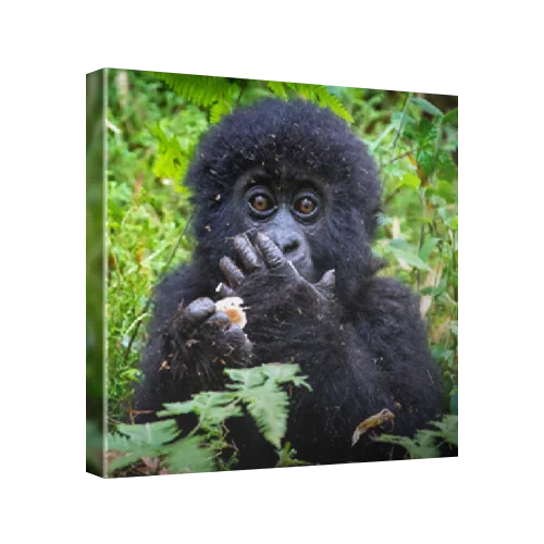 Baby mountain Gorilla (Gorilla beringei beringei) in the Virunga National Park, Rwanda