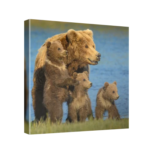 Brown bear (Ursus arctos) mother and spring cubs, meadows of Hallo Bay in Katmai National Park, Alaska