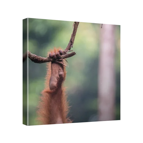 Willy Tasbih (11), a female orangutan released into the wild, Bukit Tigapuluh National Park. Sumatra, Indonesia