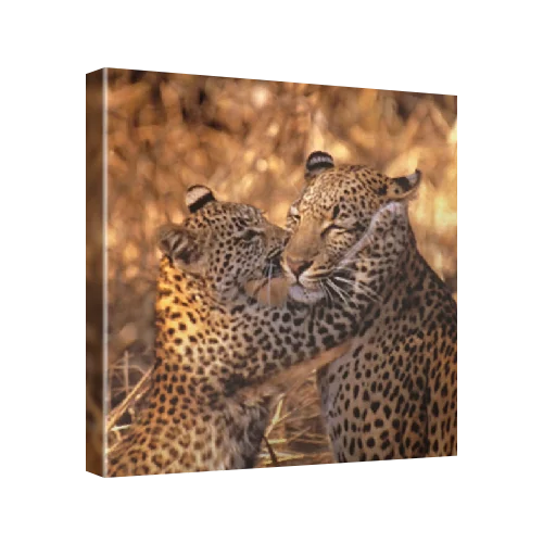 African leopard (Panthera pardus pardus), Republic of South Africa