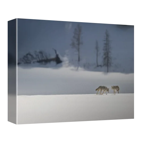 Two coyotes (Canis latrans) in the snow, Yellowstone National Park