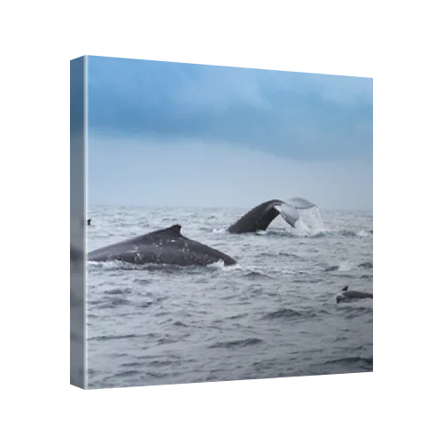 Whales and dolphins, Isola de la Plata, Ecuador