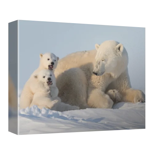 Polar bear (Ursus maritimus) with cubs, Wapusk National Park, Churchill, Manitoba, Canada