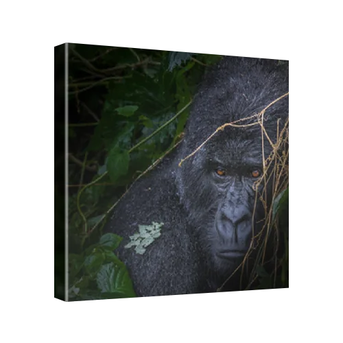 Mountain Gorilla (Gorilla beringei beringei) glowering, Virunga National Park, Democratic Republic of the Congo