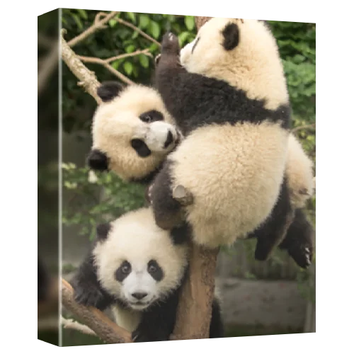 Three giant pandas (Ailuropoda melanoleuca) climbing a tree, Chengdu Research Base of Giant Panda Breeding, Chengdu, China