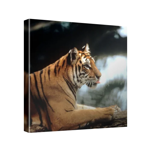 Sumatran tiger (Panthera tigris sumatrae), Indonesia