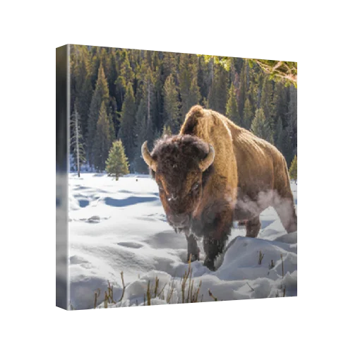 Plains bison (Bison bison bison) in Yellowstone National Park, United States
