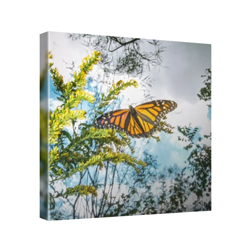 Monarch butterfly in migration, Iowa