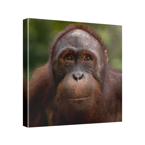 Smiling Bornean orangutan (Pongo pygmaeus), Borneo