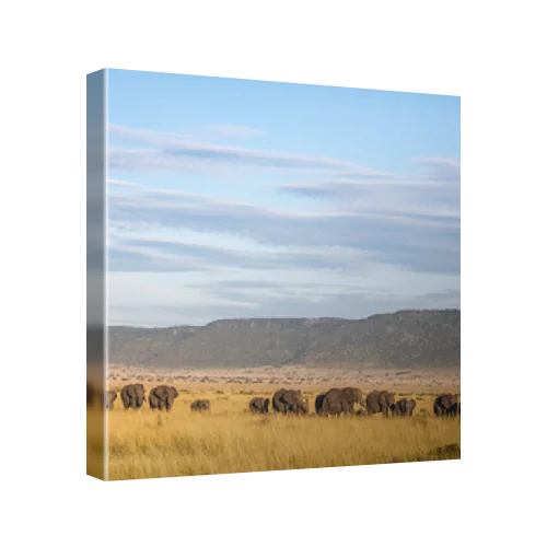 Herd of elephants, Maasai Mara, Kenya